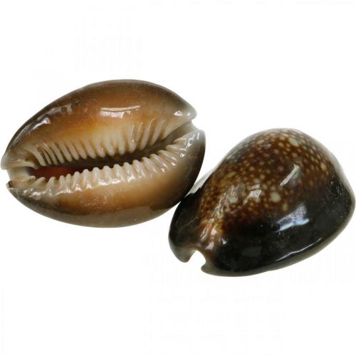 Floristik24 Cowrie muszla deco natura morska dekoracja ślimaki morskie 500g