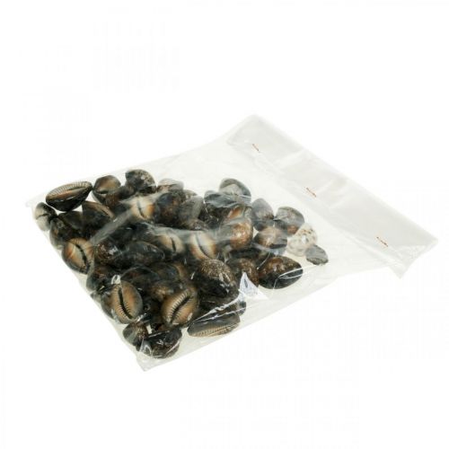 Floristik24 Cowrie muszla deco natura morska dekoracja ślimaki morskie 500g