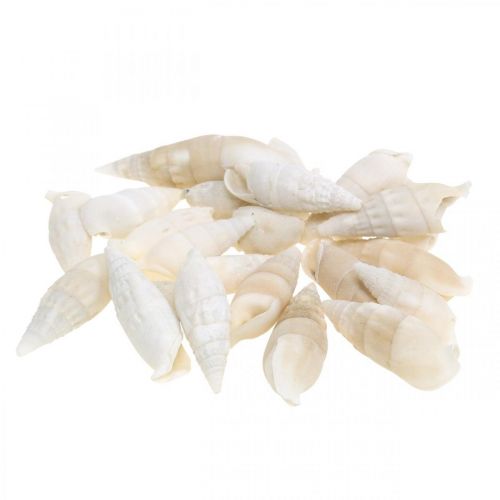 Floristik24 Dekoracyjne ślimaki białe, ślimak morski naturalna dekoracja 2-5cm 1kg