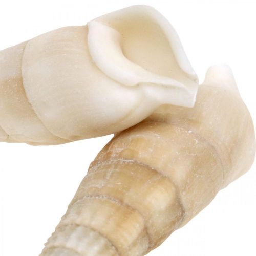 Produkt Dekoracyjne ślimaki białe, ślimak morski naturalna dekoracja 2-5cm 1kg