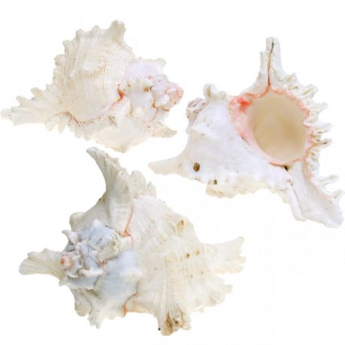 Floristik24 Muszle Chicoreus ramosus 16cm 3 szt