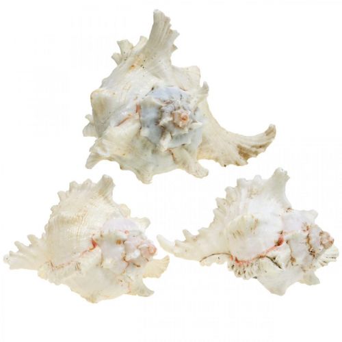 Produkt Muszle Chicoreus ramosus 16cm 3 szt