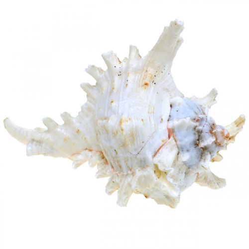 Produkt Muszle Chicoreus ramosus 16cm 3 szt