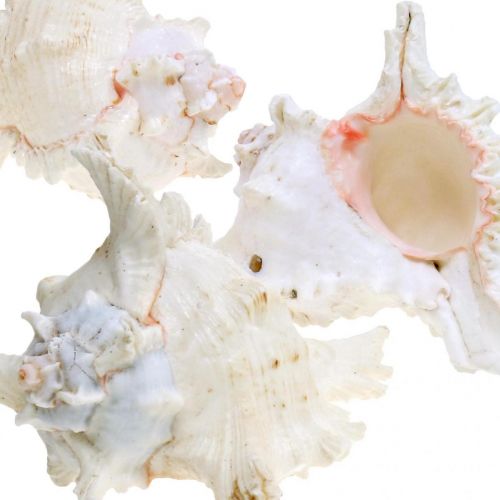 Produkt Muszle Chicoreus ramosus 16cm 3 szt