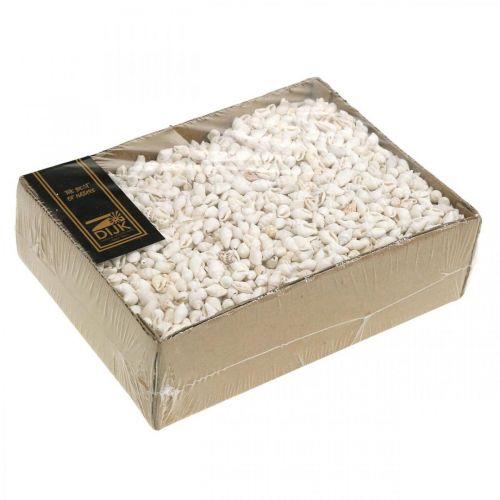 Floristik24 Naturalne muszle dekoracyjne Nassa Maritime Deco białe 8-15mm 1190g