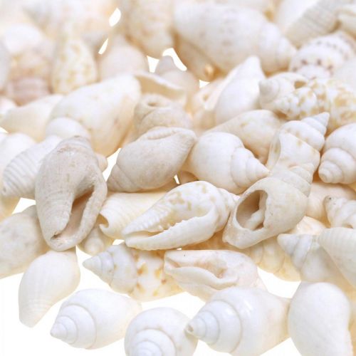 Floristik24 Naturalne muszle dekoracyjne Nassa Maritime Deco białe 8-15mm 1190g