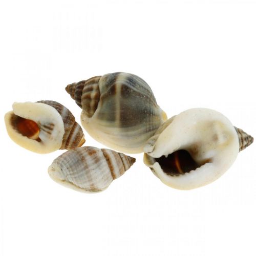 Floristik24 Dekoracja naturalna, muszle ślimaków natura 1-2cm, dekoracja muszli 1kg