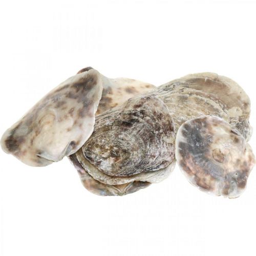 Produkt Dekoracja morska, muszle Capiz, przedmioty naturalne masa perłowa, fiolet 8–14cm 1kg