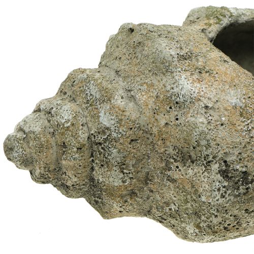 Floristik24 Skrzynka do sadzenia L40cm