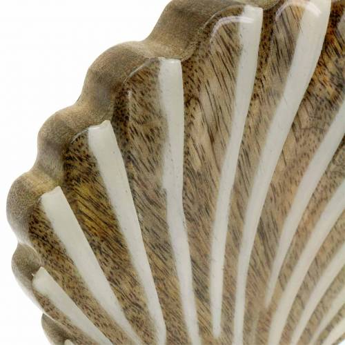 Floristik24 Muszla z drewnem bazowym biała, natura 20×14cm Dekoracja morska do salonu