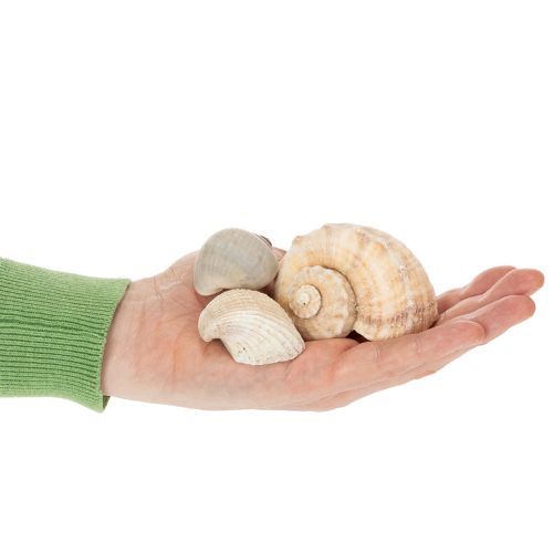 Produkt Ślimaki i muszle - Morskie akcenty dekoracyjne do wyjątkowego upiększenia pomieszczenia - 500g
