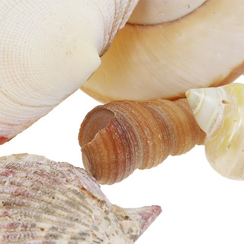 Floristik24 Mieszanka muszli w koszyku 16cm x 16cm