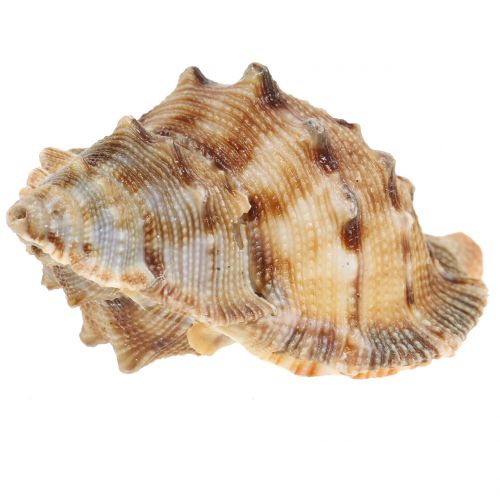Floristik24 Mieszanka małży natura 500g