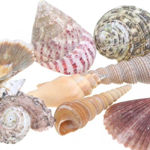 Floristik24 Mieszanka muszli, muszli i muszli ślimaków dekoracja letnia wys.3–5cm/dł.2,5–9cm 950g