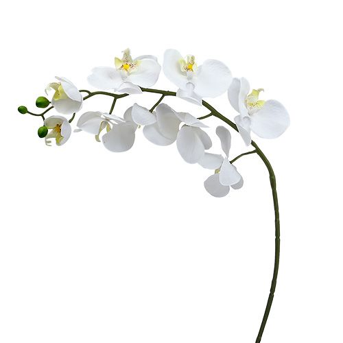 Orchidea ćma 75cm Biały