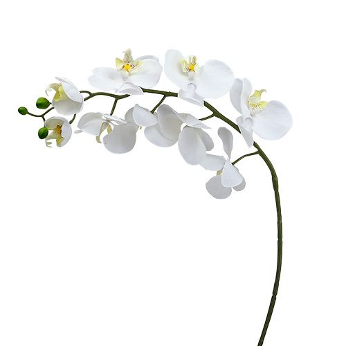 Floristik24 Ćma Orchidea 75 cm Biała