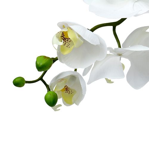 Floristik24 Ćma Orchidea 75 cm Biała
