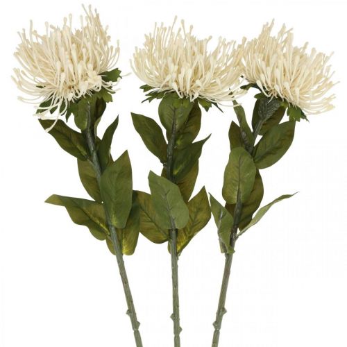 Floristik24 Poduszka szpilka sztuczne kwiaty egzotyczne Protea Leucospermum kremowa 73cm 3szt