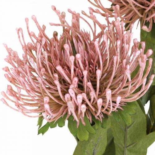 Floristik24 Poduszka z kwiatami jesiennymi sztuczna Protea Rosa Leucospermum 73cm 3szt