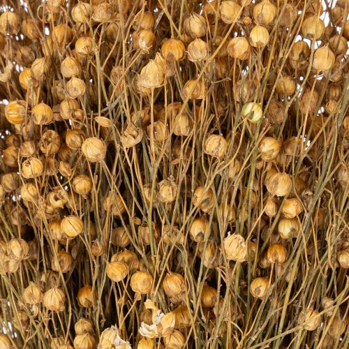 Produkt Naturalne suszone trawy lniane do kompozycji kwiatowych Linum Natur 60cm 180g