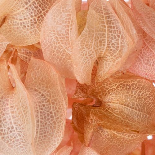 Produkt Suszone łodygi kwiatów tworzą romantyczną atmosferę w każdym pomieszczeniu mieszkalnym (75 cm)