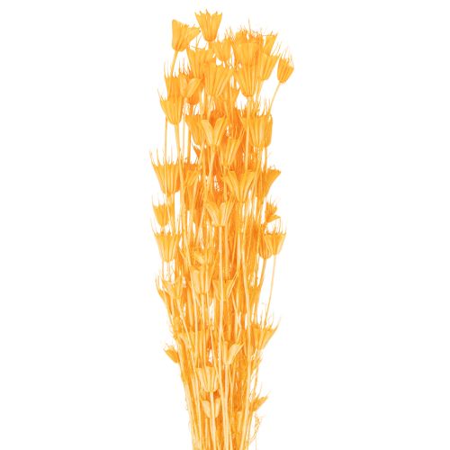 Kompozycja z suszonych kwiatów czarnuszki do długotrwałego stosowania. Elegancka i przyciągająca wzrok. 70 cm, 50 g