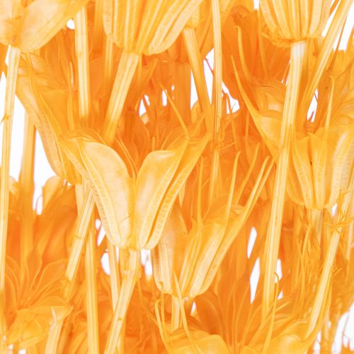 Produkt Kompozycja z suszonych kwiatów czarnuszki do długotrwałego stosowania. Elegancka i przyciągająca wzrok. 70 cm, 50 g