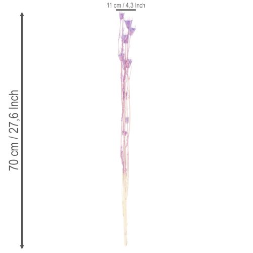 Produkt Bukiet z suszonych kwiatów czarnuszki, dekoracyjny dodatek do salonu, tworzy niepowtarzalny nastrój, 70 cm, 50 g