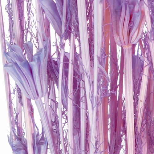 Produkt Bukiet z suszonych kwiatów czarnuszki, dekoracyjny dodatek do salonu, tworzy niepowtarzalny nastrój, 70 cm, 50 g