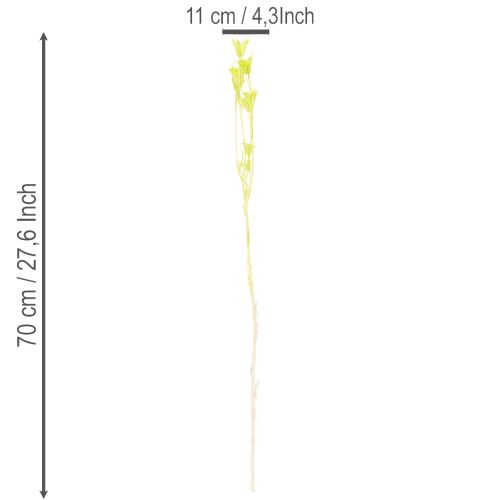 Produkt Suszone kwiaty czarnuszki, urocza, naturalna dekoracja do domu, 70 cm, 50 g