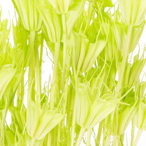 Produkt Suszone kwiaty czarnuszki, urocza, naturalna dekoracja do domu, 70 cm, 50 g