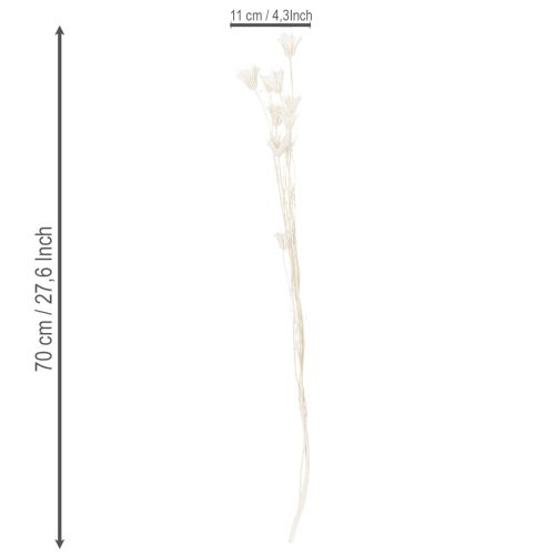 Produkt Suszone kwiaty czarnuszki, bukiet eleganckiej, naturalnej dekoracji do ekskluzywnych wnętrz, 70 cm, 50 g