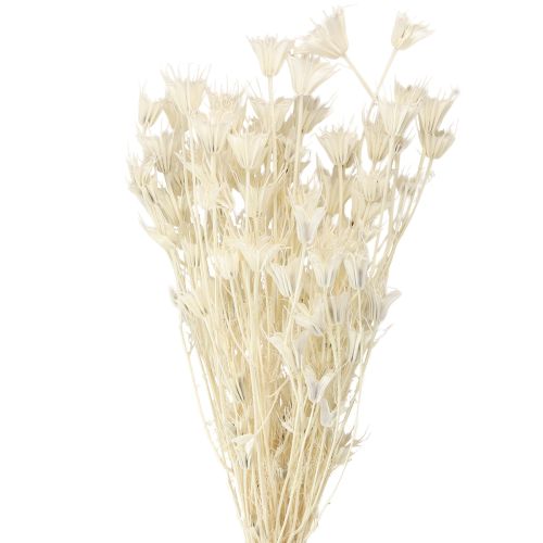 Floristik24 Suszone kwiaty czarnuszki wschodniej, czarnuszka biała, 50 cm, 100 g
