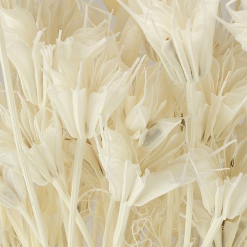 Produkt Suszone kwiaty czarnuszki wschodniej, czarnuszka biała, 50 cm, 100 g