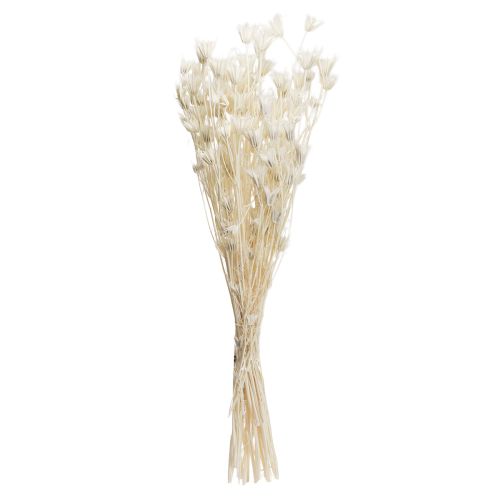 Produkt Suszone kwiaty czarnuszki wschodniej, czarnuszka biała, 50 cm, 100 g