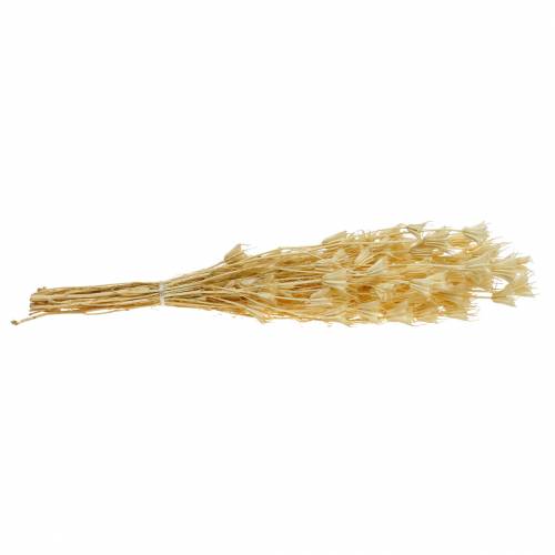 Floristik24 Suszone Nasiona Kwiatów Czarnuszki Bielone 100g