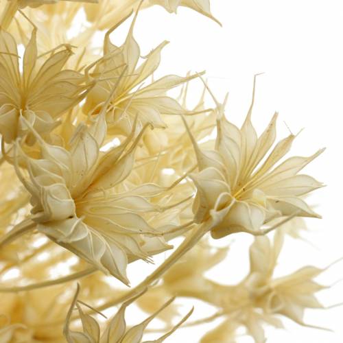 Produkt Suszone Nasiona Kwiatów Czarnuszki Bielone 100g