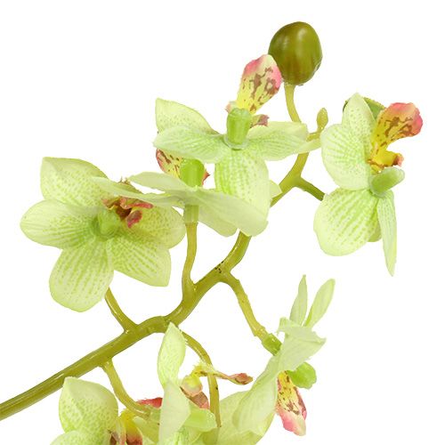Floristik24 Orchidea 97cm Jasnozielona