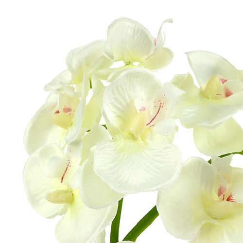 Produkt Orchidea kremowo-biała L57cm 6szt