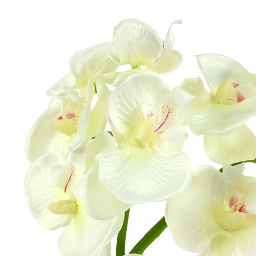 Produkt Orchidea Kremowo-Biała Dł. 57cm 6 szt