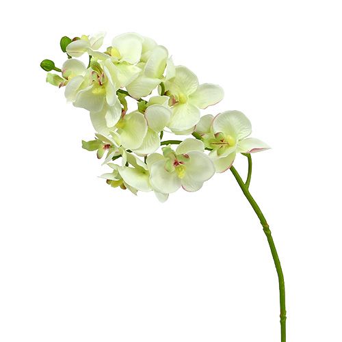 Orchidea jasnozielona 56cm 6szt
