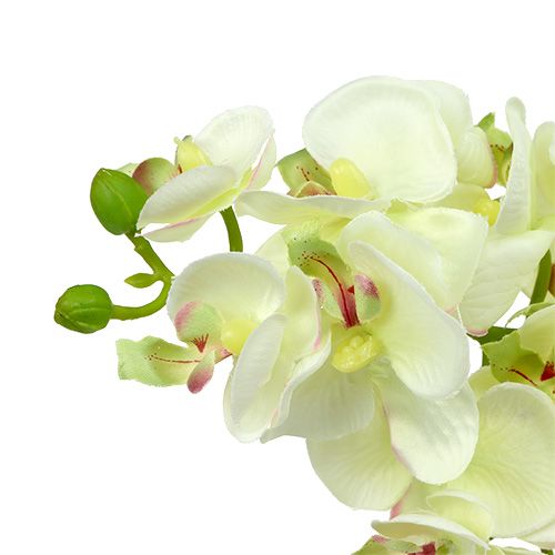 Orchidea jasnozielona 56cm 6szt