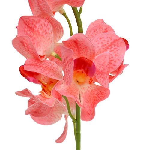 Orchidea Mokara Łosoś 50cm 6szt