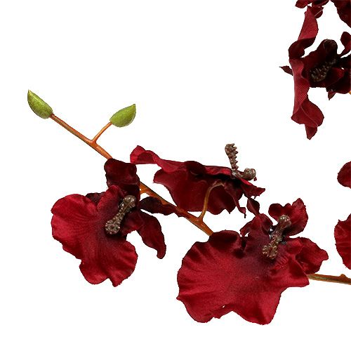 Floristik24 Storczyk Oncidium 70cm Ciemnoczerwony 3szt.