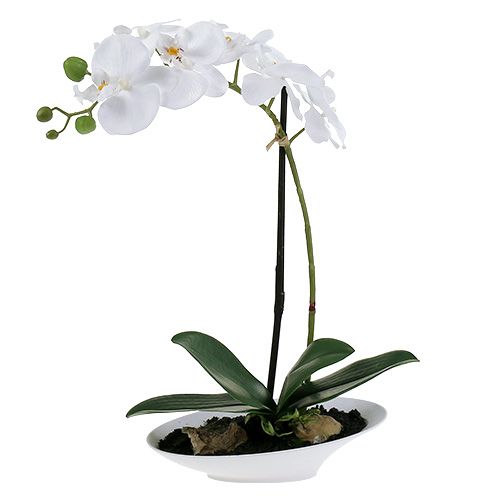 Floristik24 Orchidea Phalaenopsis w misie biała H40cm