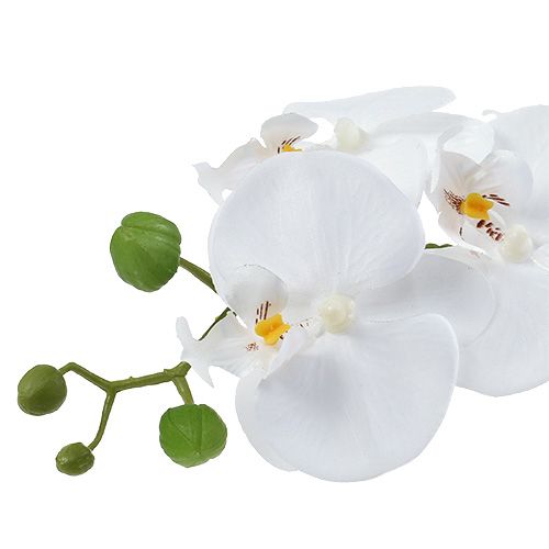 Floristik24 Orchidea Phalaenopsis w misie biała H40cm