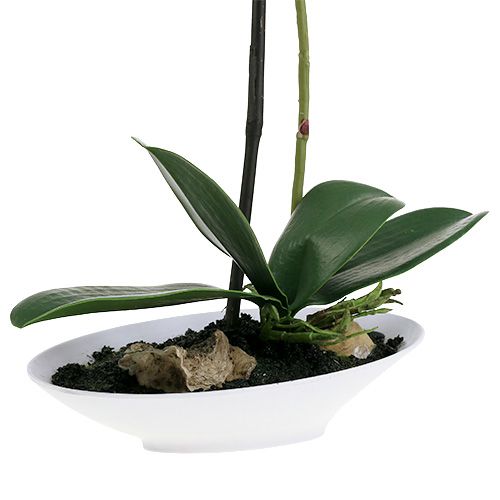 Floristik24 Orchidea Phalaenopsis w misie biała H40cm