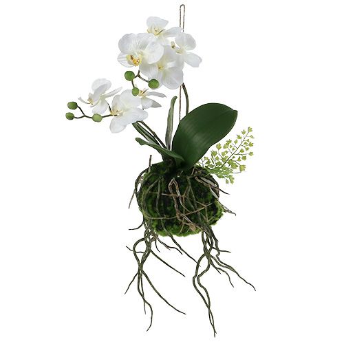 Floristik24 Orchidea Phalaenopsis do zawieszenia H33cm Kremowa