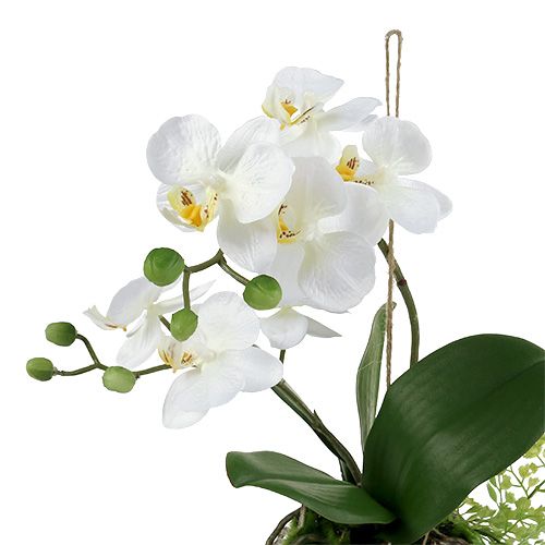 Floristik24 Orchidea Phalaenopsis do zawieszenia H33cm Kremowa