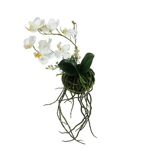 Floristik24 Orchidea Phalaenopsis do powieszenia kremu wys.26cm